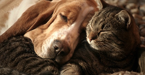 Basset hound and tabby cat sleeping together