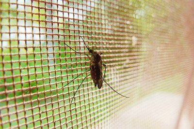 Mosquito Madness: 10 Summertime Secrets for Protecting Your Family