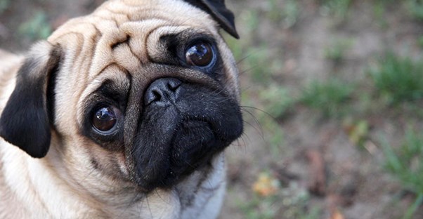 15 Most Stunning Dog Breeds main image