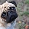 15 Most Stunning Dog Breeds