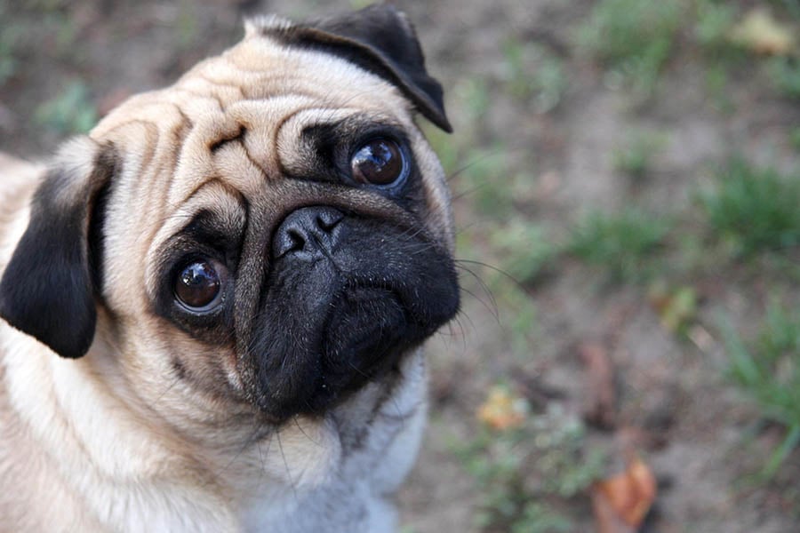 what dog breeds have wrinkled foreheads