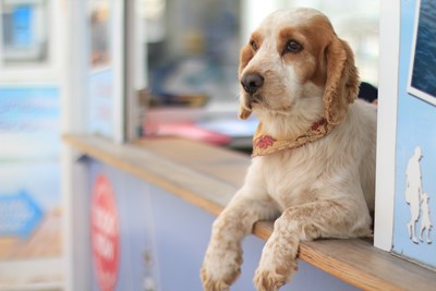 6 Ways to Protect Your Pets from Fleas and Ticks