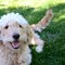 Six Ways to Keep Your Pet Safe This Summer