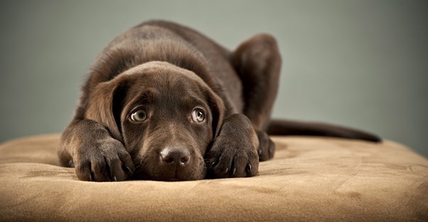 A puppy suffering from storm anxiety huddles on his bed.