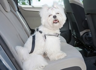 Five Tips To Make A Road Trip With Your Dog Easier