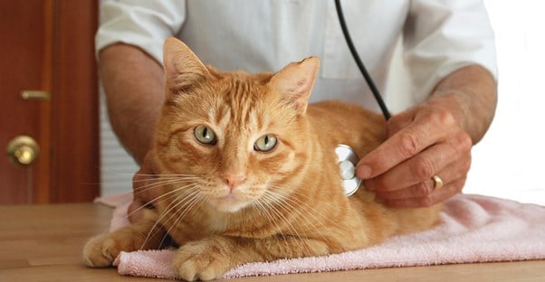Veterinarian listens to the heartbeat of an orange kitty