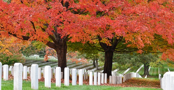 Trees planted in a cemetery as a memorial