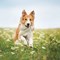 20 Ways to Keep Your Pet Safe in the Summer
