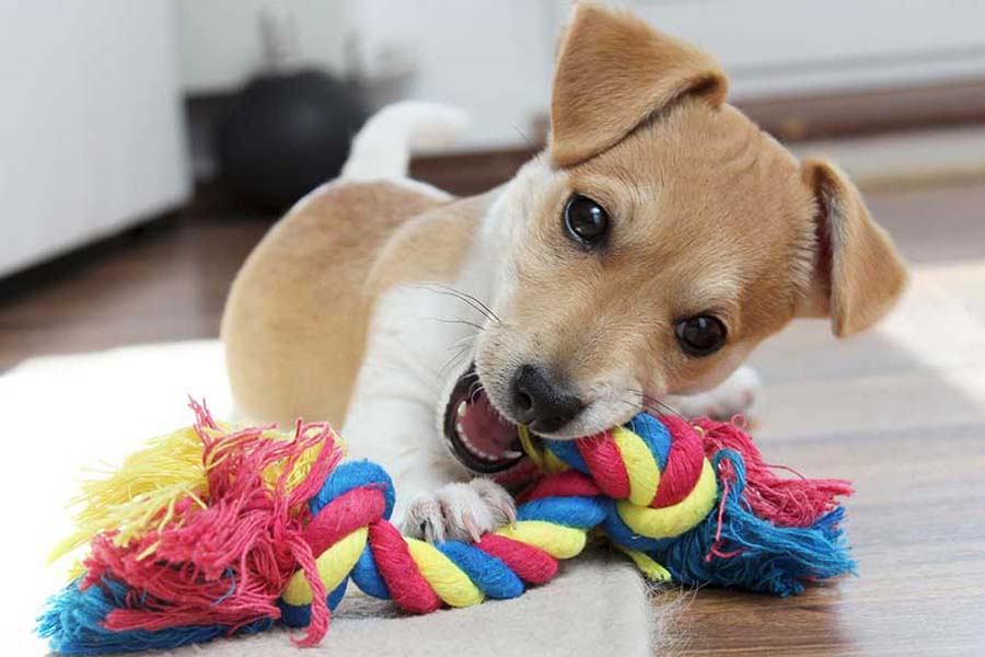 Clean their toys and bed. 