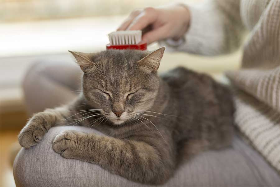 Comb your pet often. 