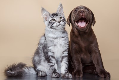 What to Look for in a Healthy Puppy or Kitten