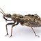 The Most Dangerous Bugs in the World
