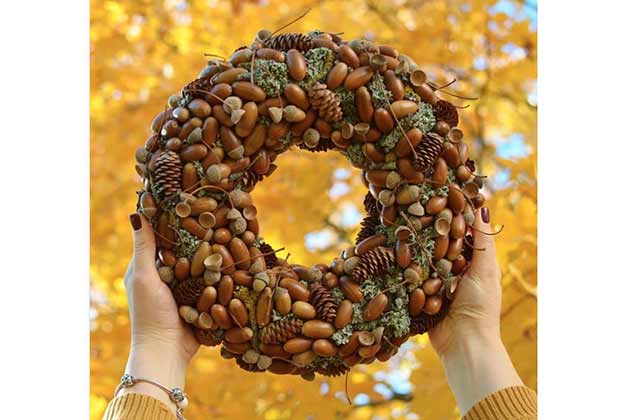 Acorns and Pinecones