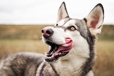 A husky in a field with its tongue hanging out of its mouth