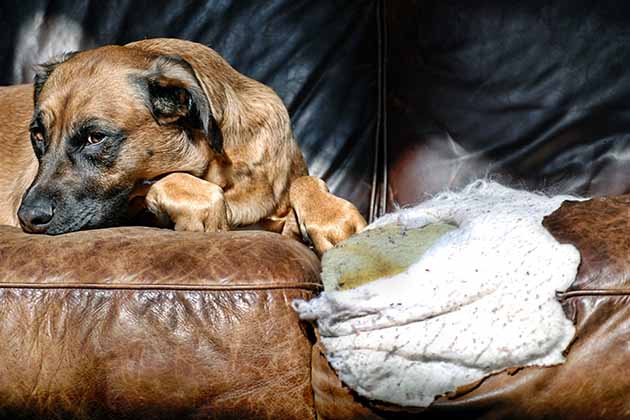 Chewing on Furniture
