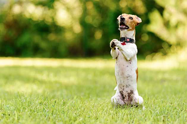 Up On Their Hind Legs