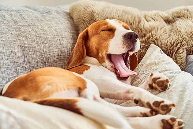 Yawning Isn't Always About Exhaustion