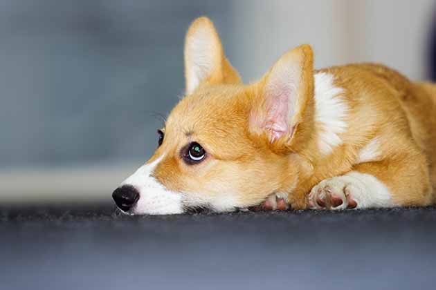 The Puppy Dog Eyes When You Leave