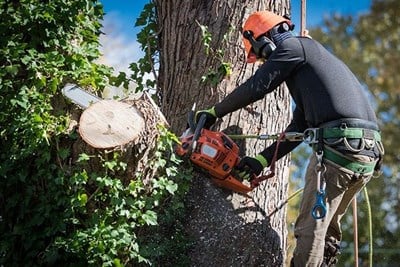What to Expect From Tree Removal Services