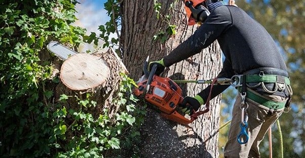 A man in a harness using a chainsaw to cut off the branch of a tree