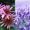 30 Best Flowers to Plant in the Spring