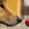 10 Foods That Are Toxic to Dogs