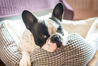 Shopping for Dog Beds