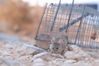 Finding the Right Company to Remove Rodents from Your Home: A Comprehensive Guide