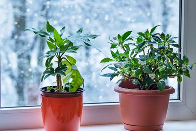 How to Keep Your Plants Alive This Winter
