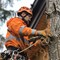 Free Tree Removal Services for Seniors