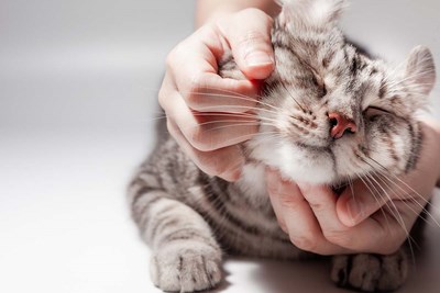 Understanding the Fundamentals of Pet Care