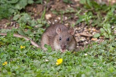 10 Ways Your Garden Attracts Rats (That You Should Avoid)