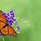How to Attract Butterflies to Your Garden