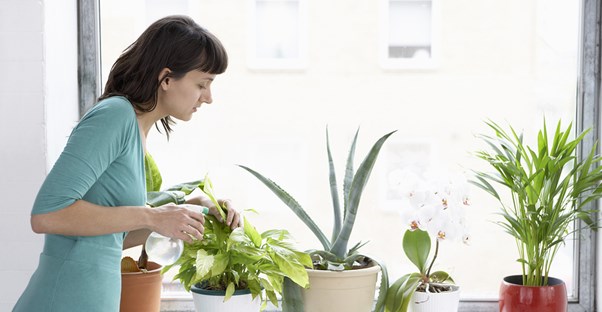 a woman waters multiple plants along her window sill
