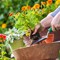 Thrifty Gardening: Growing New Food from Leftovers