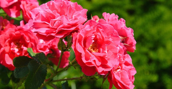 a rose bush blooming with large pink blossoms