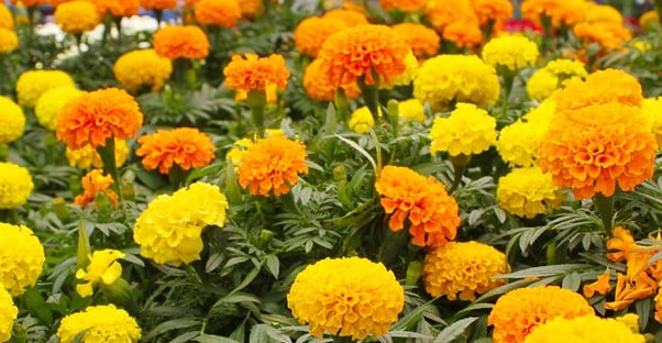 bright orange-yellow marigolds bloom in the sun