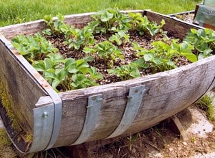 an old oak barrell has been turned into an herb garden