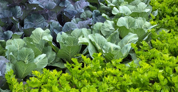 a bunch of celery grows amongst other leafy vegetables