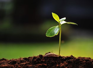 5 Earth-Friendly Seed Starting Projects