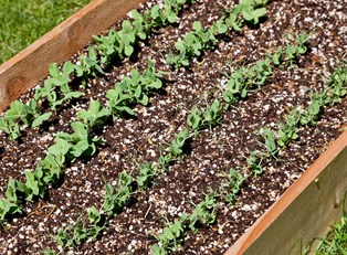 The Benefits of Raised Garden Beds