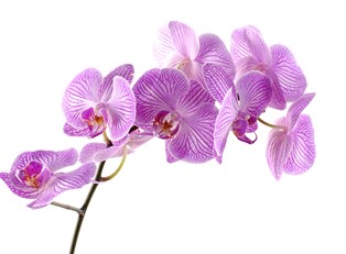 How To Grow Better Orchids Indoors