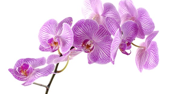 a purple orchid bloom