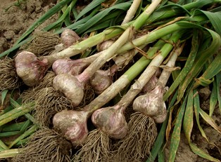 Preserving Produce: A Plant by Plant Guide