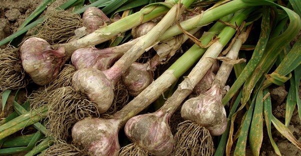 a bunch of harvested garlic is ready for pickling