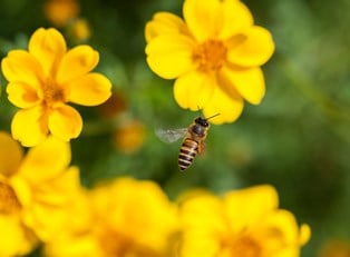 6 Steps for Attracting Bees to Your Garden
