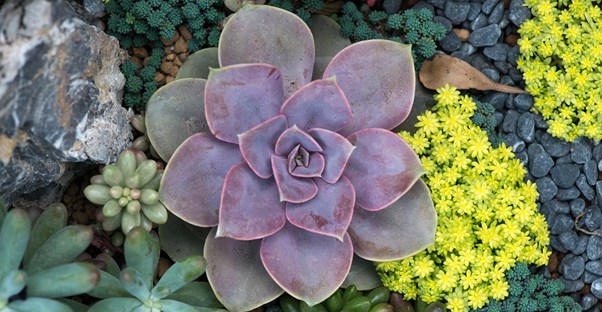 a collection of succulents blooms