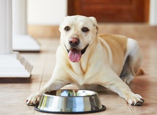 6 Foods You Should Never Feed Your Dog