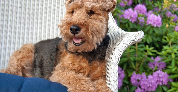 Tips For Keeping Your Dog Off the Outdoor Furniture