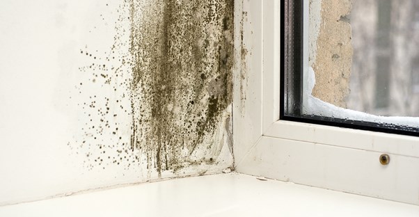 Mold next to a window